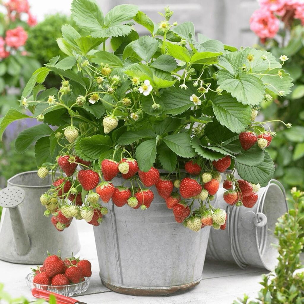 Patio Strawberries