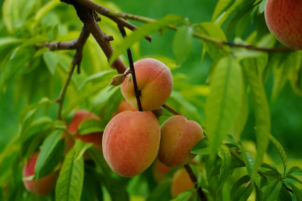 Peaches Nectarines