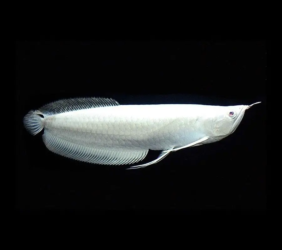 Platinum Arowana 1