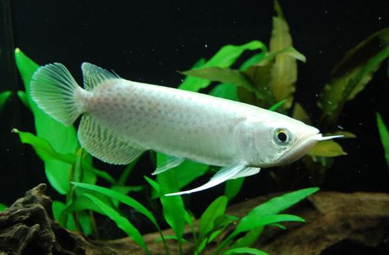 Platinum Arowana 2