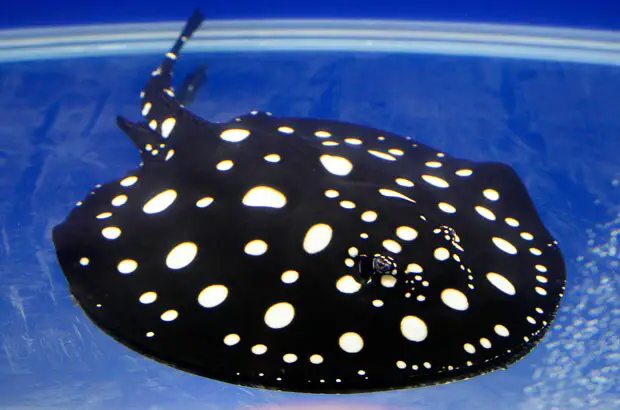 Polka Dot Stingray