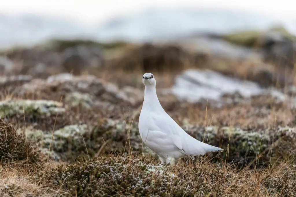 Ptarmigan