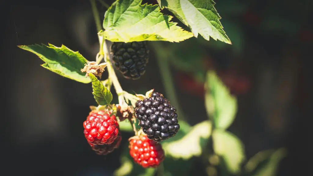 Raspberries Blackberries