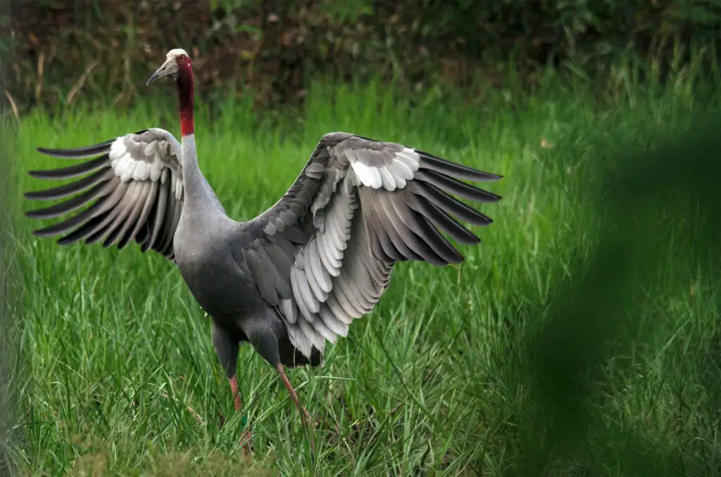 Sarus Crane