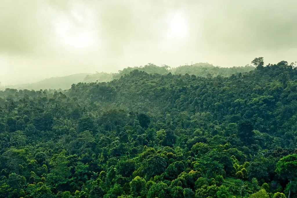 Southeast Asian Rainforests