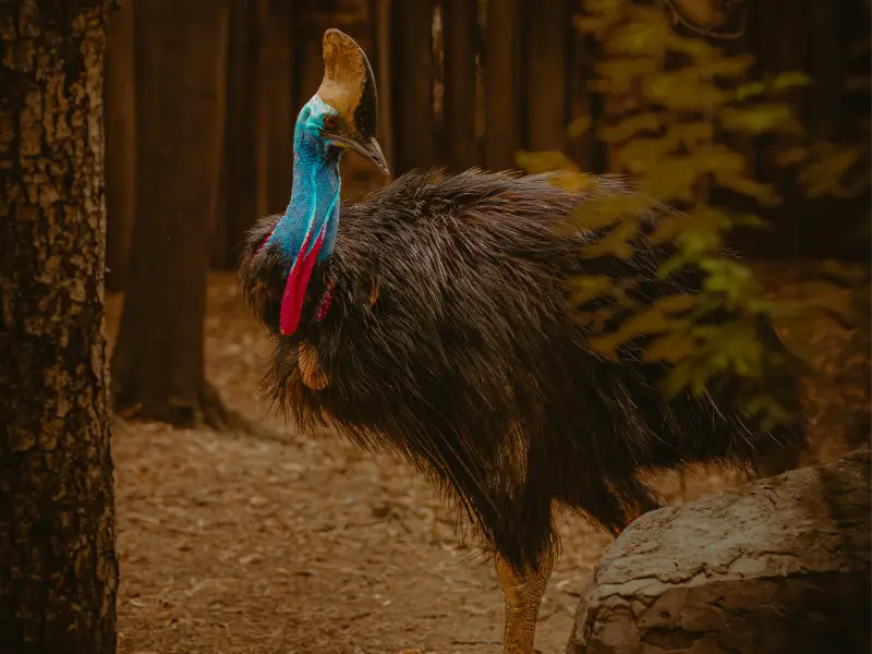 Southern Cassowary