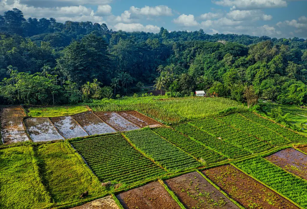 Subsistence Farming