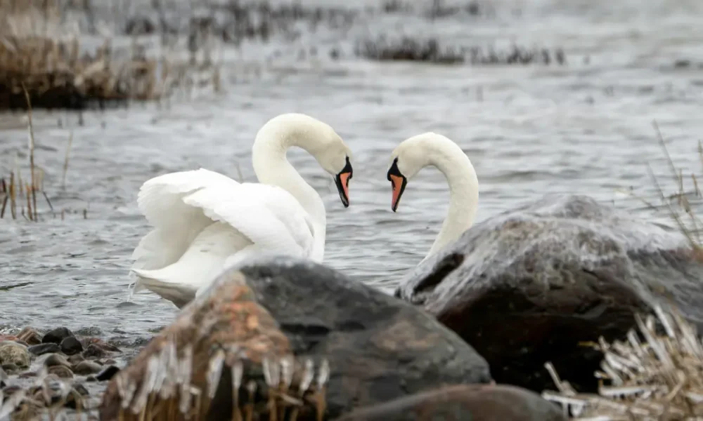 The 10 Largest Living Birds in the World 1