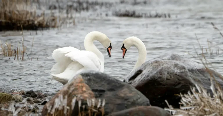 The 10 Largest Living Birds in the World