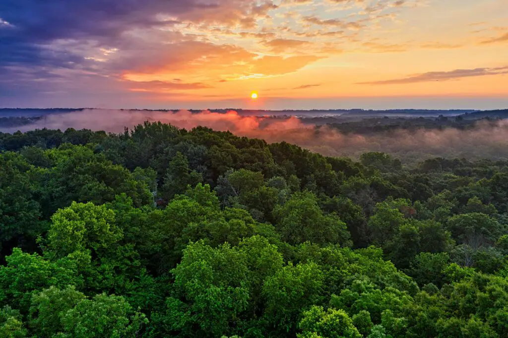 The Amazon Rainforest