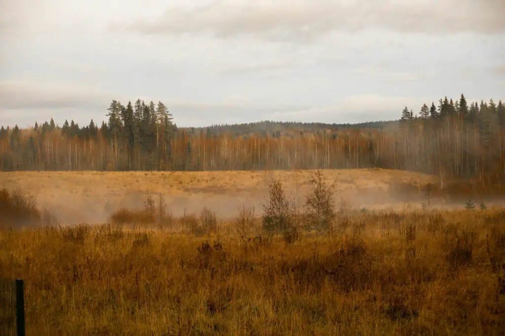 The Boreal Forest Taiga