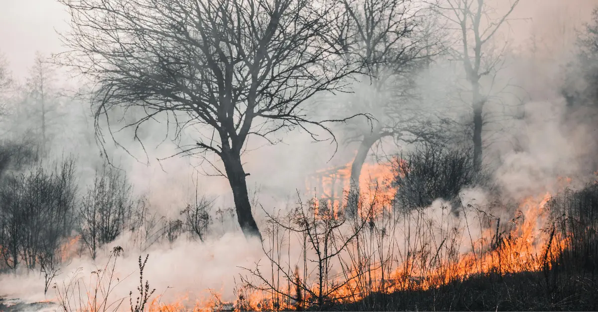 The Main Factors That Contribute to Forest Destruction