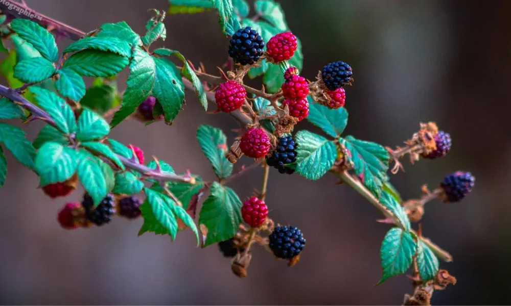 Types of Fruits That Can Be Planted in the Garden