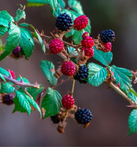 Types of Fruits That Can Be Planted in the Garden