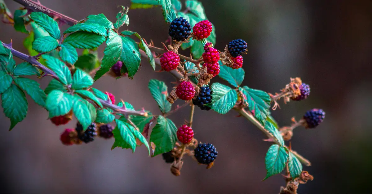 Types of Fruits That Can Be Planted in the Garden