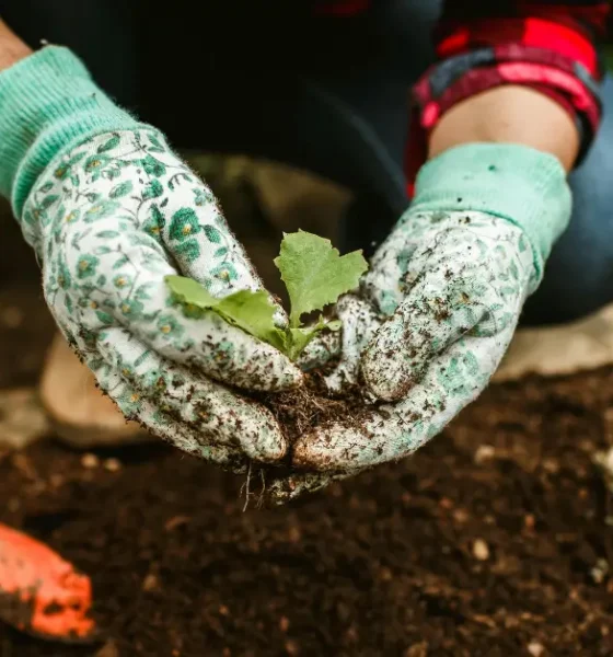 Vegetable Plants That Can Be Grown at Home for Consumption