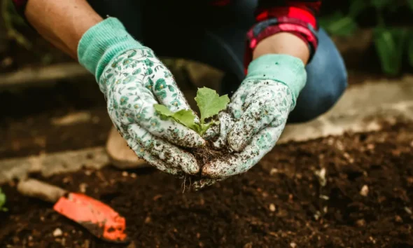 Vegetable Plants That Can Be Grown at Home for Consumption