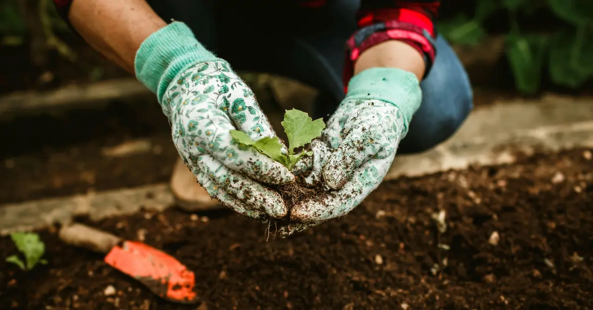 Vegetable Plants That Can Be Grown at Home for Consumption