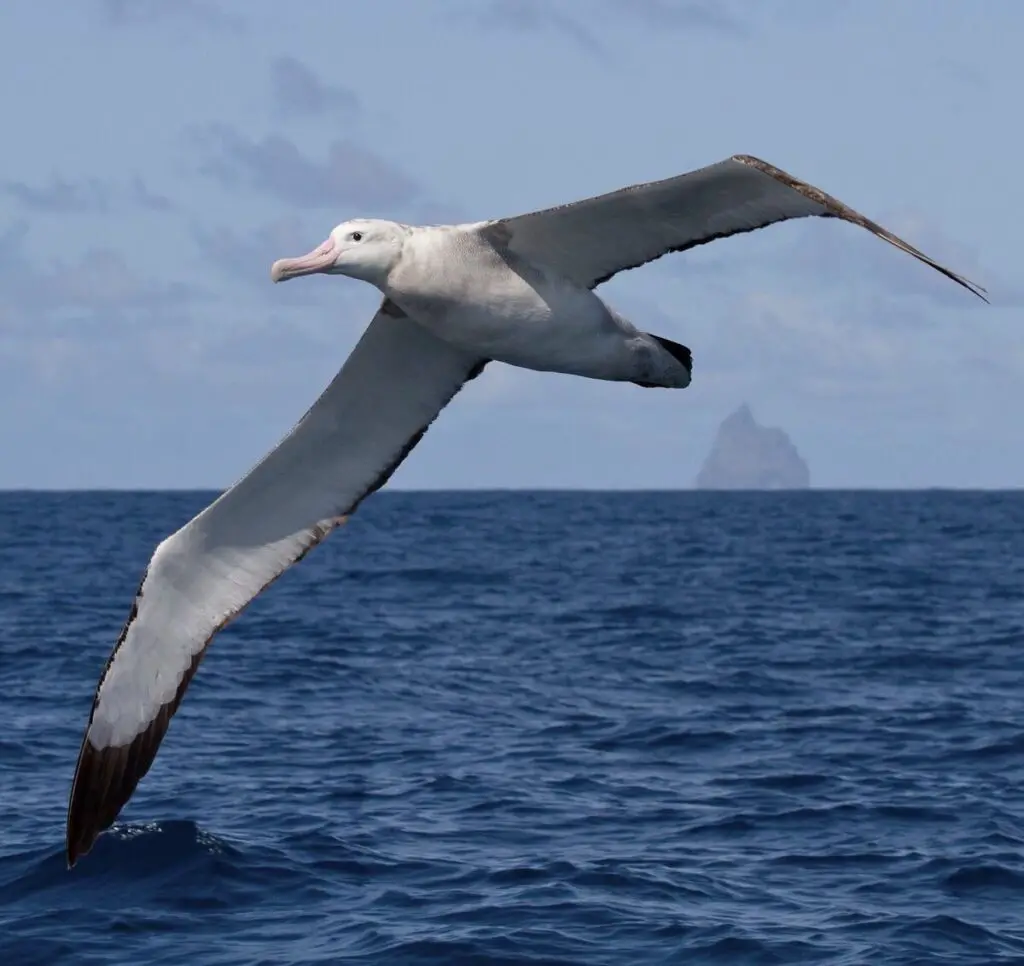 Wandering Albatross