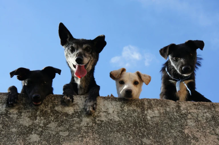 What Is the Best Pets to Have at Home?