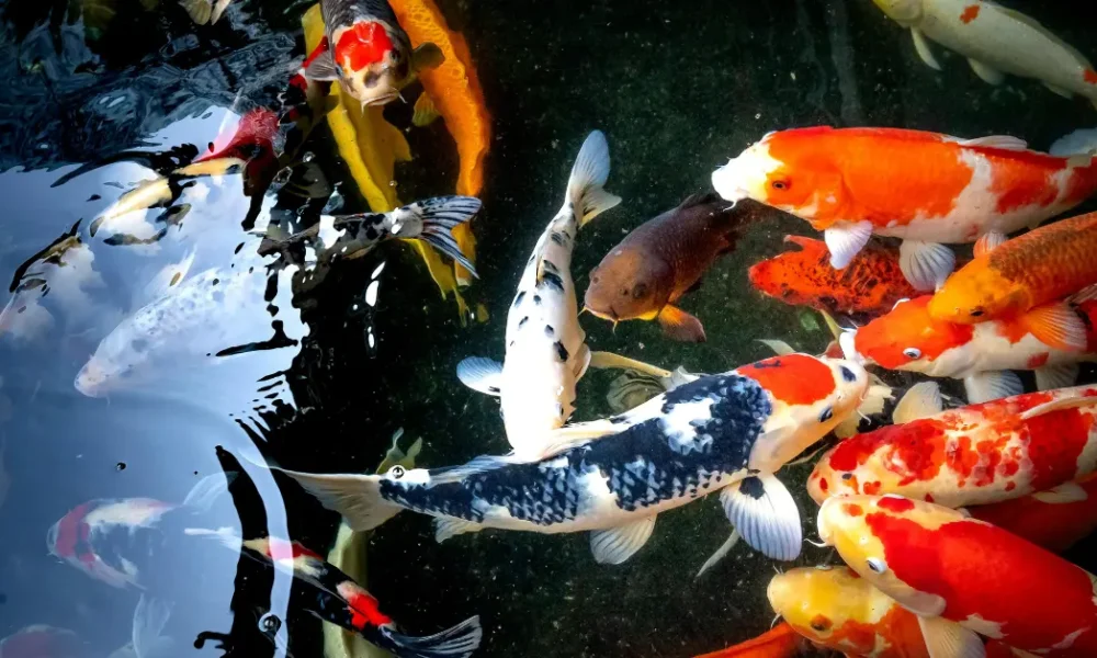 What is the most expensive ornamental fish in the world