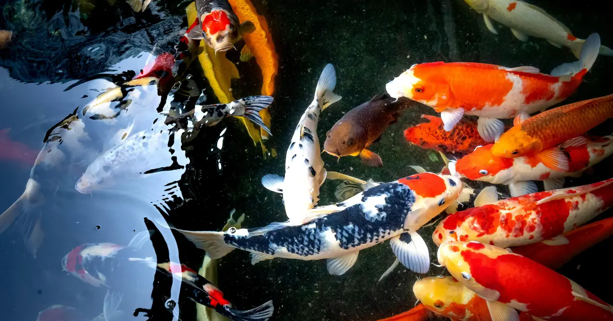 What is the most expensive ornamental fish in the world