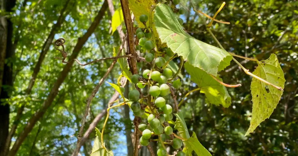 Wild Grape Vines 2