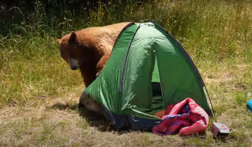 bear camping attack