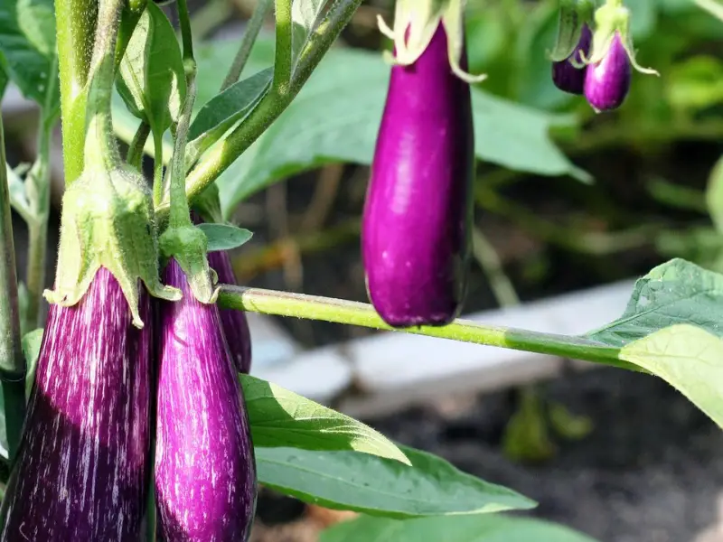 eggplants