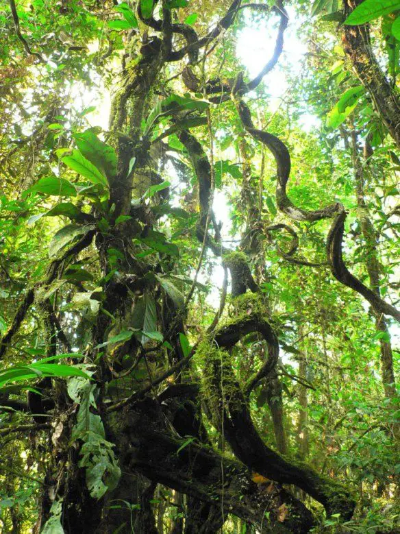 large forest vines