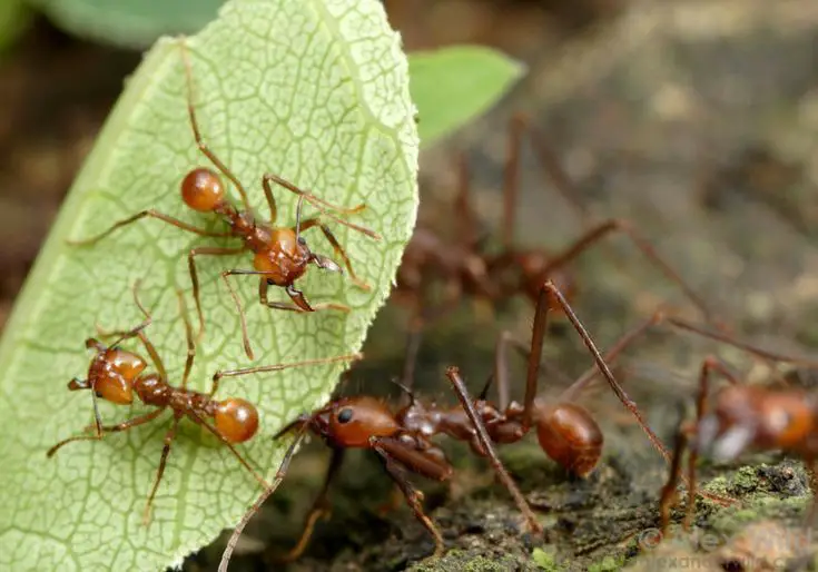 Army Ants