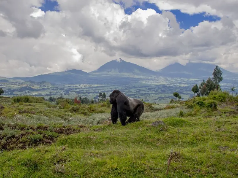 Bwindi Impenetrable Forest Uganda