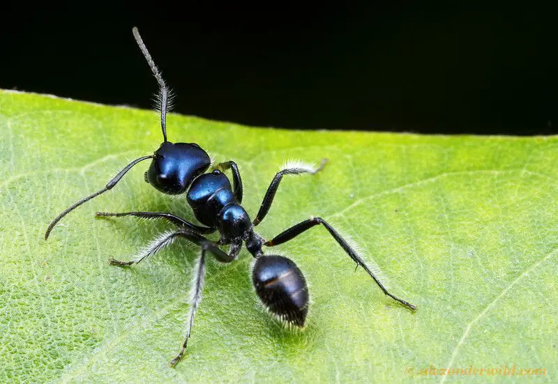 Carpenter Ants