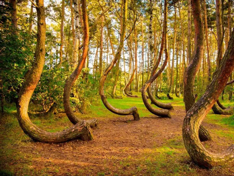 Crooked Forest Poland