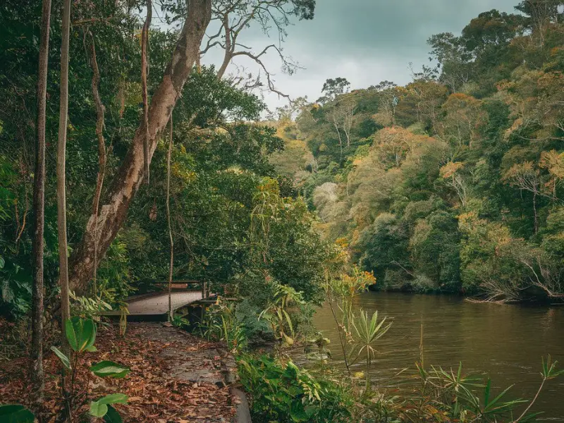 Daintree Rainforest Australia