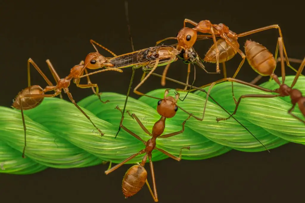 Leafcutter Ants