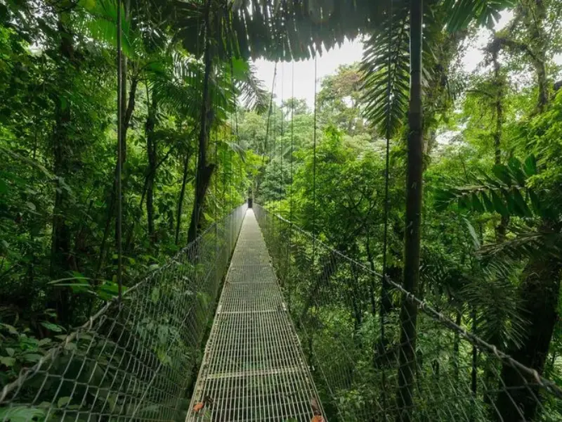 Monteverde Cloud Forest Costa Rica