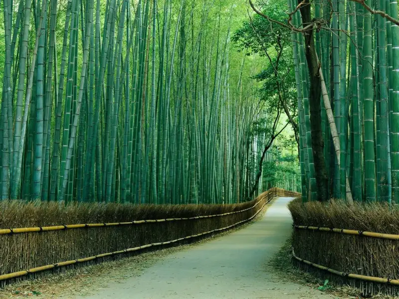 Sagano Bamboo Forest Japan