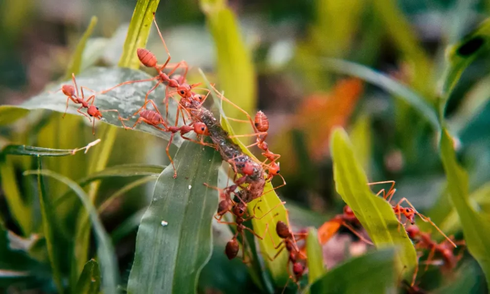 Types of Ants Living in the World and Information