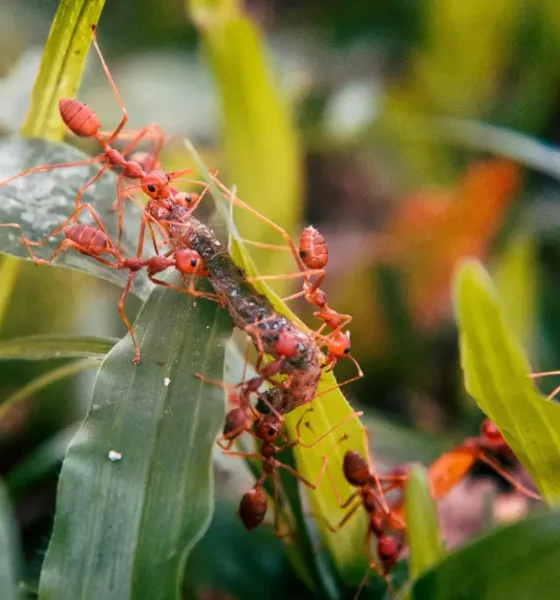 Types of Ants Living in the World and Information