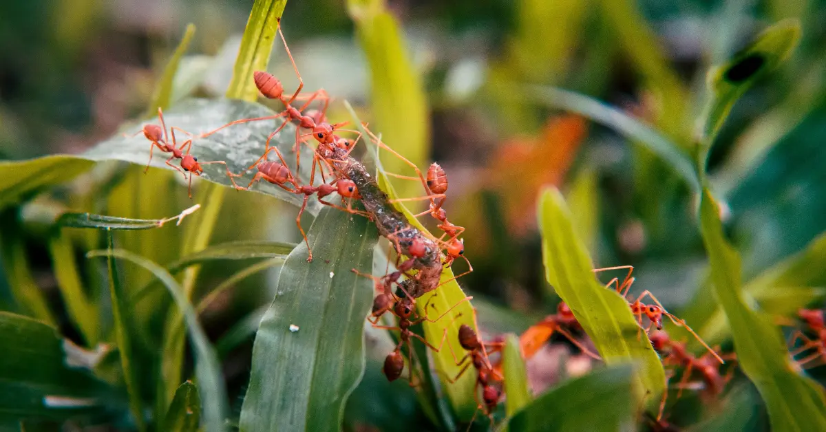 Types of Ants Living in the World and Information