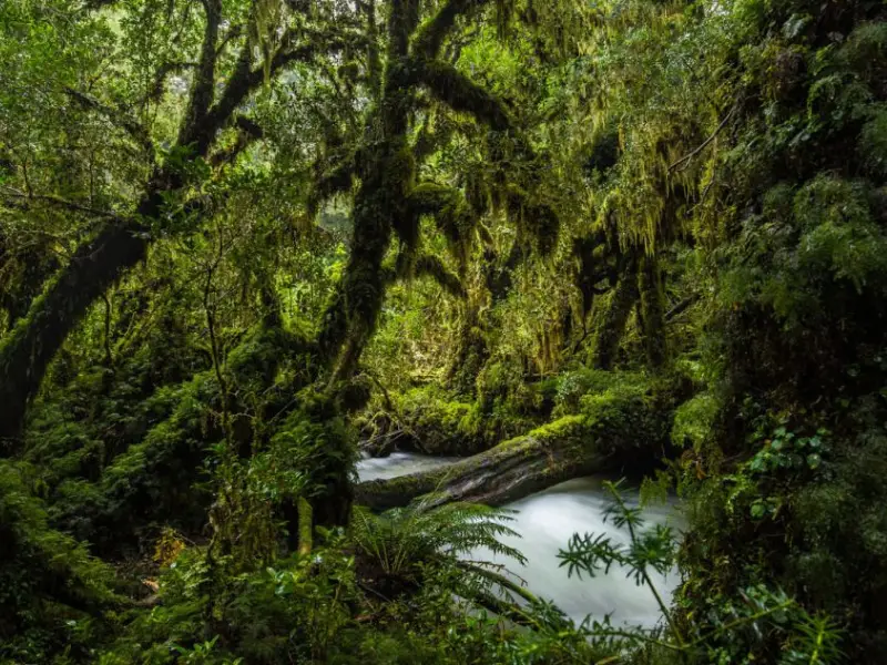 Valdivian Temperate Rainforest Chile