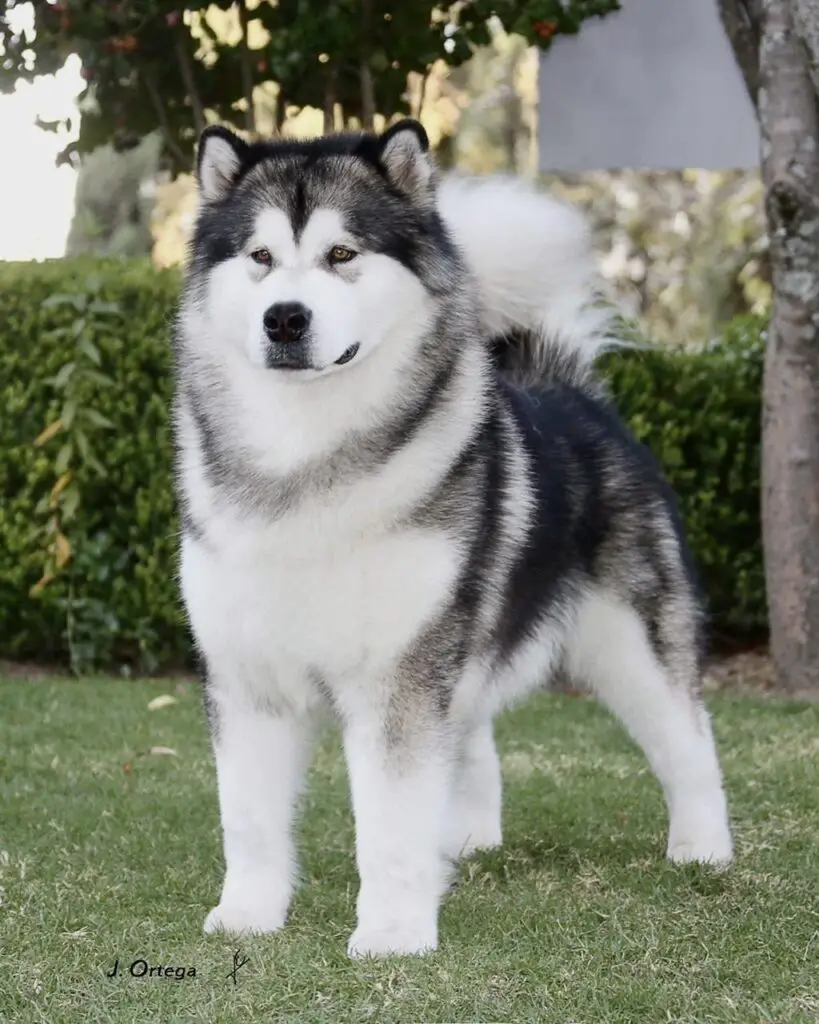 Canadian Eskimo Dog