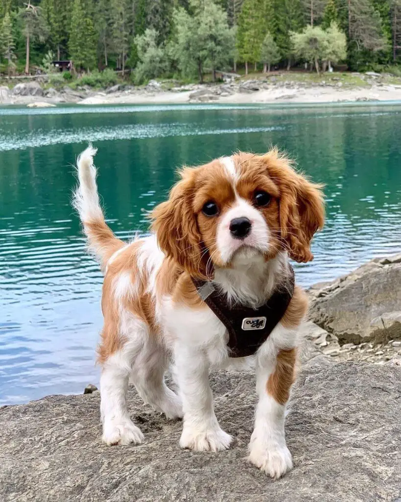 Cavalier King Charles Spaniel