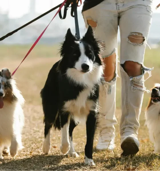 The Most Valuable Dogs in the World That Can Be Kept at Home