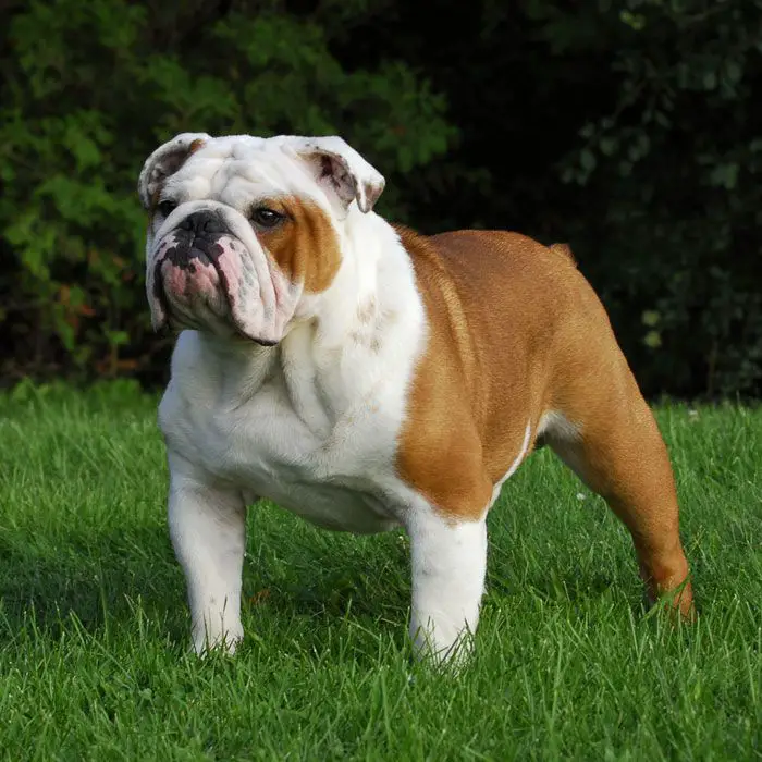 English Bulldog