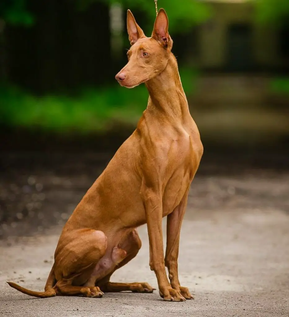 Pharaoh Hound