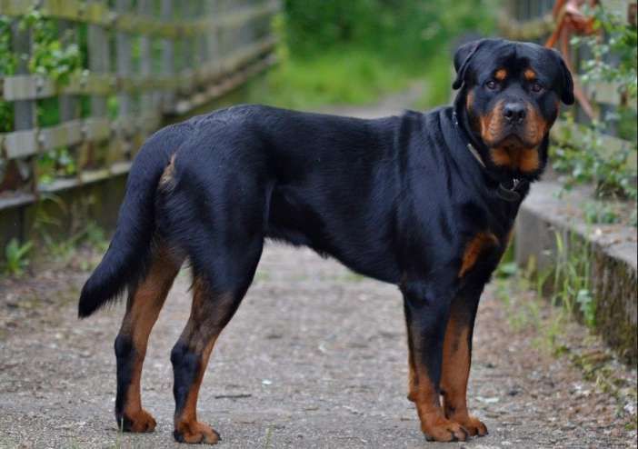 Rottweiler