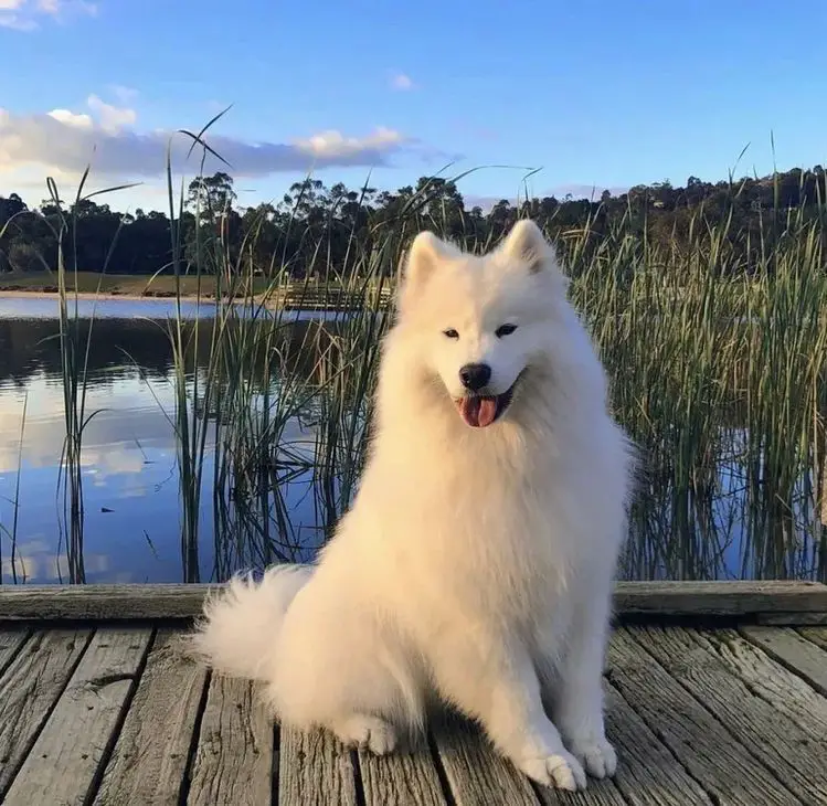 Samoyed