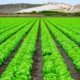 The 10 largest farms in the world